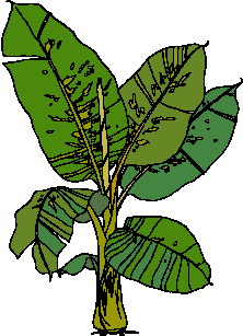 Leaves clip art