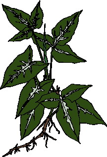 Leaves clip art