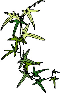 Leaves clip art