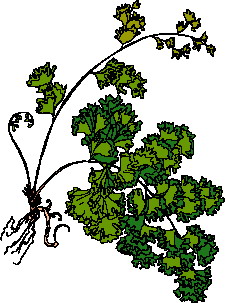 Leaves clip art