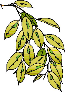 Leaves clip art