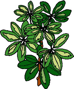 Leaves clip art