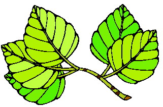 Leaves clip art