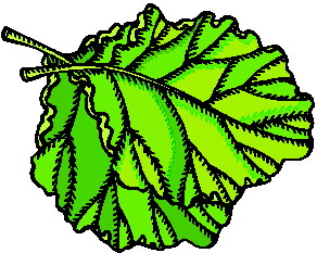 Leaves clip art