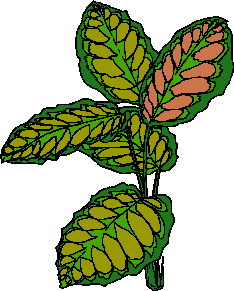 Leaves clip art