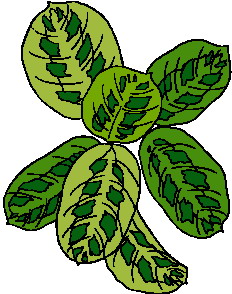 Leaves clip art