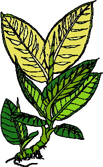 Leaves clip art