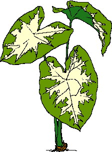 Leaves clip art