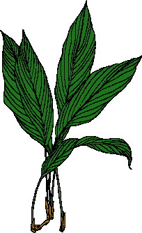 Leaves clip art