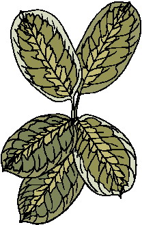 Leaves clip art