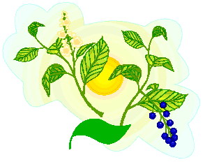 Leaves clip art