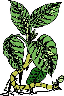 Leaves clip art