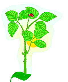 Leaves clip art