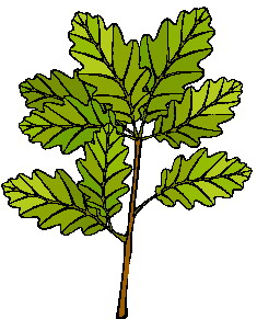 Leaves clip art