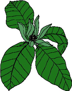 Leaves clip art