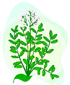 Leaves clip art