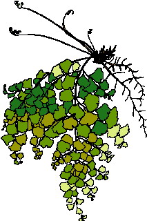 Leaves clip art