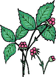 Leaves clip art