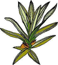 Leaves clip art