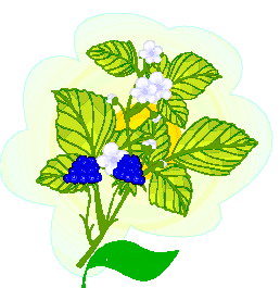 Leaves clip art