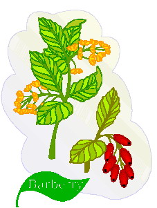 Leaves clip art
