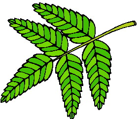 Leaves clip art