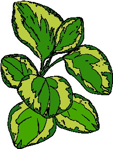 Leaves clip art