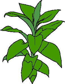 Leaves clip art
