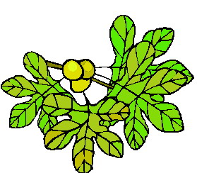 Leaves clip art