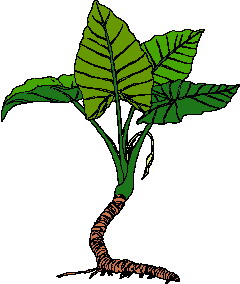 Leaves clip art