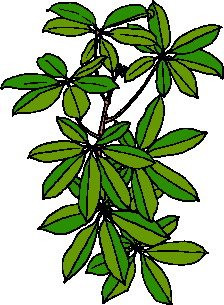 Leaves clip art