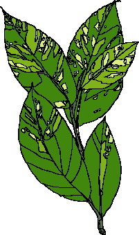 Leaves clip art