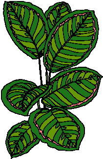 Leaves clip art