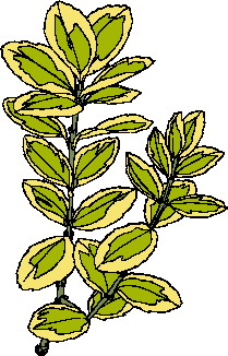 Leaves clip art