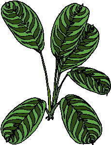 Leaves clip art