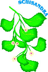 Leaves clip art