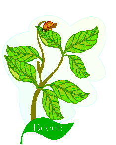 Leaves clip art