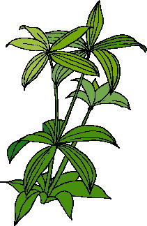 Leaves clip art