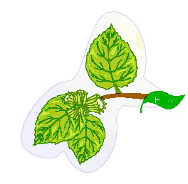 Leaves clip art