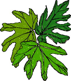 Leaves clip art