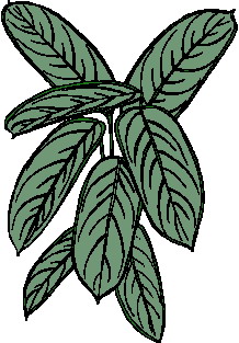 Leaves clip art