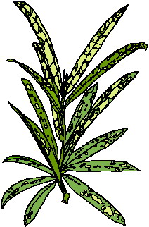 Leaves clip art