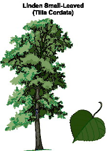 Leaves clip art