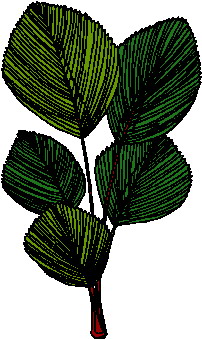 Leaves clip art