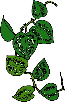 Leaves clip art