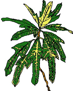 Leaves clip art