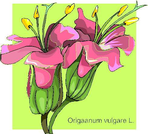 Orchid clip art