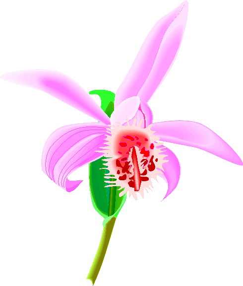 Orchid