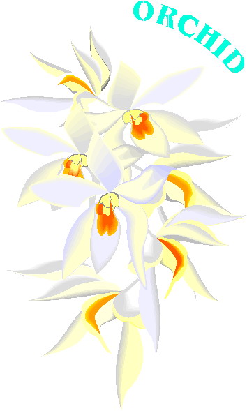 Orchid