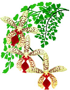 Orchid clip art